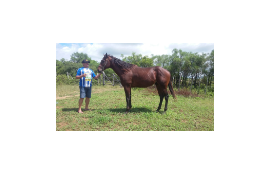 ARAMIS DIEGO DRM